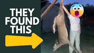 Found this deer on the side of the road: How much meat did we get?