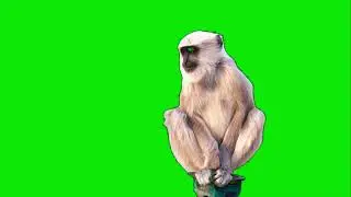 Wild Monkey Green Screen