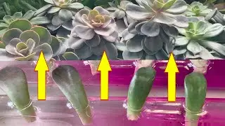 How To Propagate Succulents From Leaves In Water Or Soil.