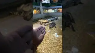 There's no safer place than in the middle of a pile of crocodiles (assuming you're a crocodile yo...