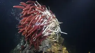 Fiery Riftia Tube Worms Near Guaymas Basin Vents | Nautilus Live
