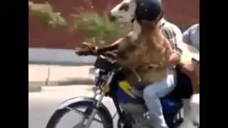 Трахает животное) на мотоцикле