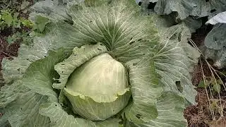 Горчица наш союзник или Сидерация вверх тормашками....