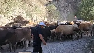 QOIRG'IZISTONDA 1000 TA MOL BOQISH SHVET BUQACHALAR XAMDA SIGIRLAR SHVETLARDI TOZALARI QANE BOQILADI