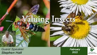 Valuing Insects with Stephen Hall