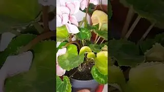 Что происходит с цикламеном?😱😓 #глоксинии #plants #цветы #цикламен #сад #garden #домашниецветы