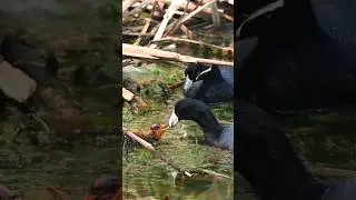 Mother coot feeding baby #love #motherhood #shorts