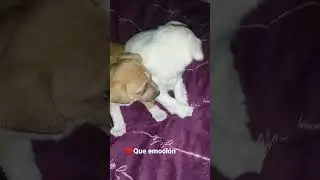 Ese teléfono parece carpintero.