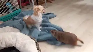 プレーリードッグと遊びたがるチワワ