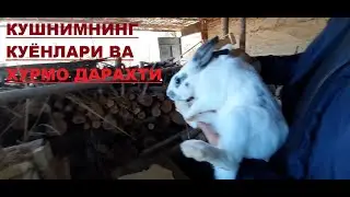 Убекистонда уй шаройитида Куён бокиш