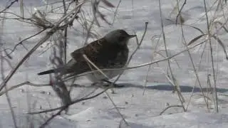 Дрозд рябинник на Южном Урале