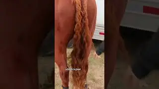 World's Best Barrel Horse Race Vlog -Training Miss Girl  