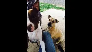 A day with a Pitbull and a Staffy