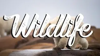 3 GREAT WILDLIFE PHOTOGRAPHY Gear Tips 🐻 Benjamin Jaworskyj