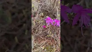 Бурятия Багульник