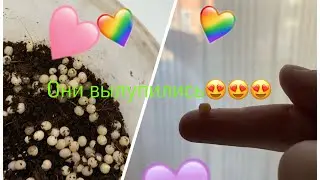 Улитята живые?!/как же они вылупились?(улитки Буся и Кнопа)