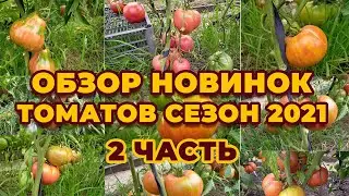 Обзор томатов сезон 2021! Полный видео обзор  2 часть