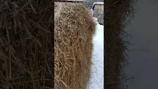 Закупили солому. Теперь перезимуем
