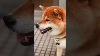 Gracias Señora por toda la buena onda. Si alguien encuentra el insta de shiro, etiquetelo!