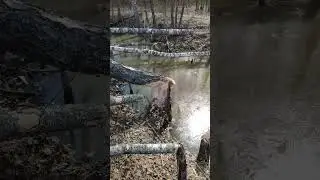 БОБРОВАЯ ЛЕСОПИЛКА