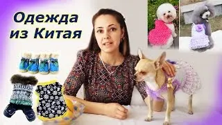 Обзор одежды из Китая для собак.
