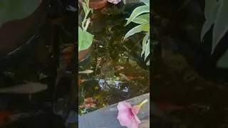 Sunday Swim 