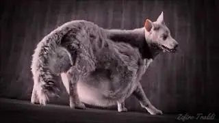 Wolf belly play