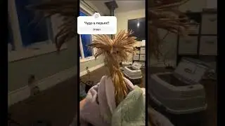 Чудо в перьях? #funny #funnyvideo