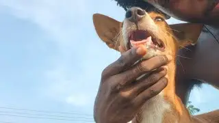 Live with my Gay Dog 🫢🐕