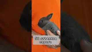 Обзор 50 оттенков серого 🔥 кролика #карликовыйкролик