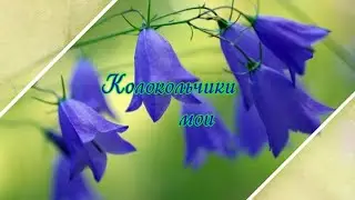 "Колокольчики мои" Поёт Дмитрий Риберо-Феррейра