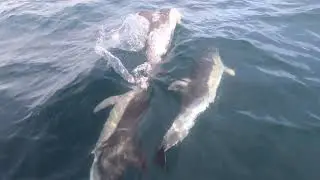 Dolphins