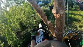 Арбористика | Спил раскидистой сосны рядом с проводами, оттяжка больших веток от проводов