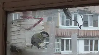 За окном птицы синицы прилетают к кормушке, видео 31.10.2020 год