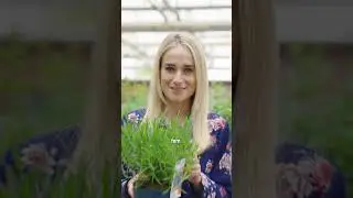 Top 3 Balkonpflanzen mit 