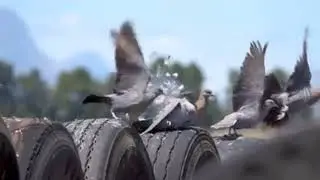 Amazing Hunting birds