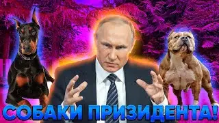 Собаки президента. Кто охраняет резиденцию президента?