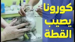 اصابة قطة بفايروس كورونا الجديد