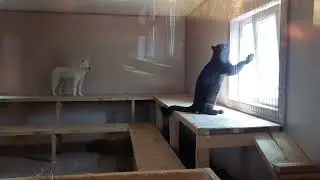 Пантера Наоми с Несси в домике. Общаются с посетителями🐆🐕 ПАРК ЗЕМЛЯ ПРАЙДА 🌿
