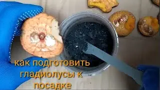 Как правильно подготовить луковицы гладиолусов к посадке.