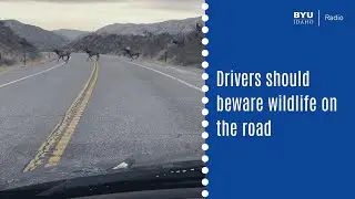 Drivers beware big game on the road