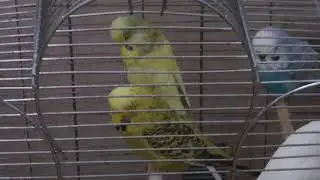 Квартет