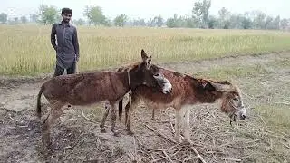 Male Donkey Mating with Female Donkey | Natural Farm Behavior
