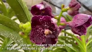 Because I Love you