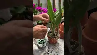 How to Split an Overgrown Cattleya into 3 Pieces