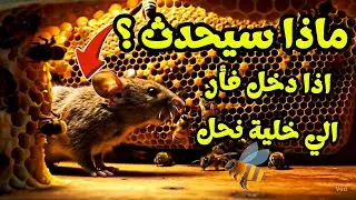 ماذا سيحدث اذا دخل فأر الي خلية نحل ..الجواب صادم