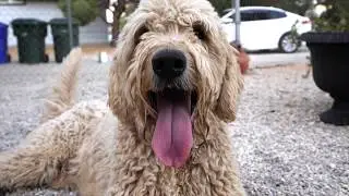 Beckham's First Frisbee Training Session