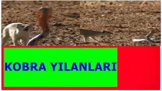AŞIRI ZEHİRLİ KOBRA YILANLARI!