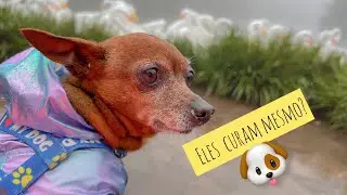 Ter um pet faz tão bem 😍🙏🏻 