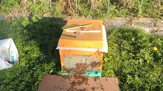 Расформировываем нуклеусы, осень.